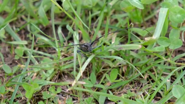 Grote zwarte kever met lange antennes zittend in gras op het veld, wild insect. — Stockvideo