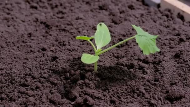 Bebé planta de calabacín está creciendo en la cama de jardín en campo abierto, vista de cerca . — Vídeos de Stock