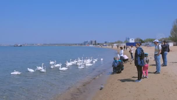 Anapa, Russia, 26-04-2019: People tourists feed white swans at sea sand beach. — Stock Video