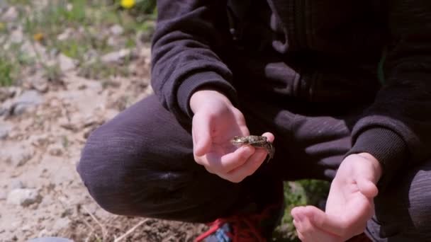 Boy holds in hands catching little frog, hands closeup. — Stock Video