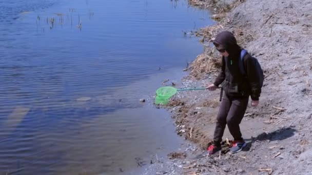 Junge fängt Frösche und Fische im Fluss mit Schmetterlingsnetz ein. — Stockvideo