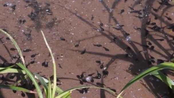 Many small black tadpoles swimming in shallow pond early stage of development. — Stock Video