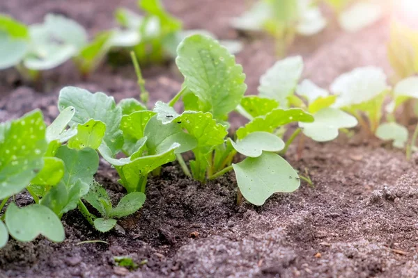 Rábano bebé creciendo en la granja en campo abierto, agricultura y jardinería concepto . — Foto de Stock