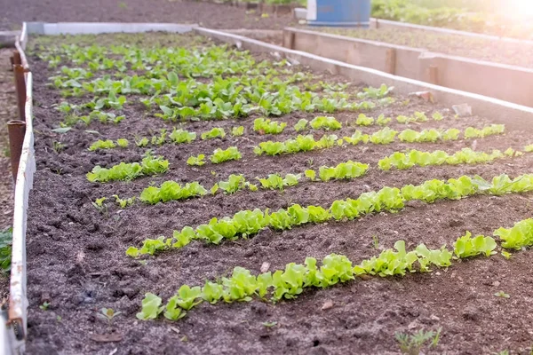 Crecimiento de lechuga verde bebé en la cama de jardín, hojas de ensalada balanceo en el viento . — Foto de Stock