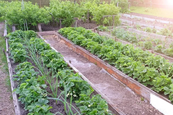 Хозяйство с садовыми кроватями посадки лук, клубника и ягоды кустарников . — стоковое фото