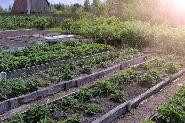 Ліжка вирощування цибулі та полуниці в сільському господарстві, садівництві та концепції фермерства . — стокове фото