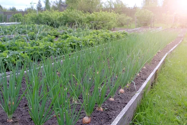 Camas de cultivo de cebollas y fresas en granja, jardinería y concepto de agricultura . — Foto de Stock