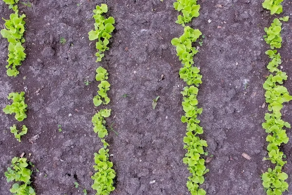 Lechuga bebé creciendo en la granja en campo abierto, agricultura y jardinería concepto . — Foto de Stock