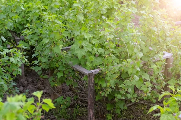 Los arbustos de bayas de grosella y grosella a principios de primavera en el jardín . — Foto de Stock