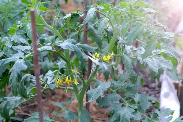 Цветы на томатных растениях в теплице по агробизнесу и концепции сельского хозяйства . — стоковое фото