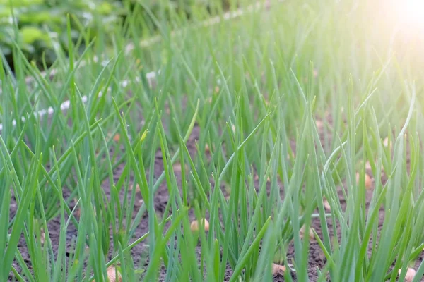 A termesztett hagyma kerti ágya a mezőgazdasági, kertészeti és gazdálkodási koncepcióban. — Stock Fotó