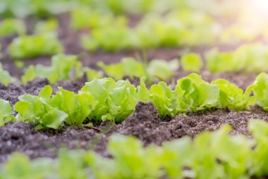 Çiftlikte büyüyen bebek marulu, açık arazide, tarım ve bahçıvanlık konsepti.