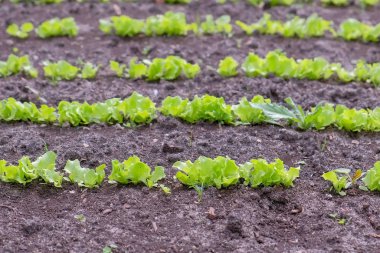 Çiftlikte büyüyen bebek marulu, açık arazide, tarım ve bahçıvanlık konsepti.