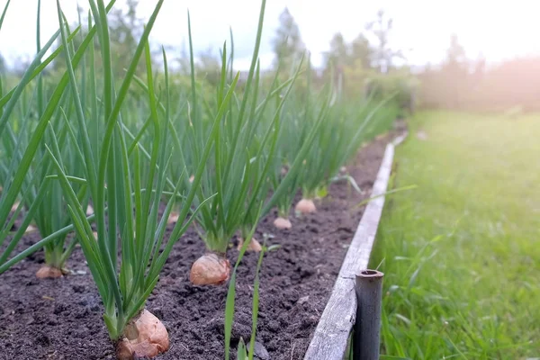 Cama de cultivo de cebollas en granja, jardinería y concepto de agricultura . — Foto de Stock