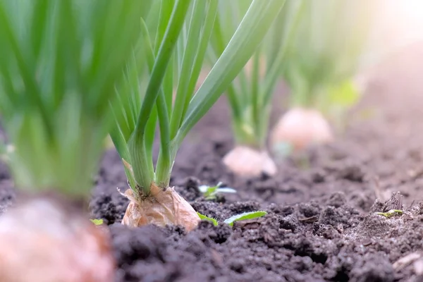 Cama de cultivo de cebollas en granja, jardinería y concepto de agricultura . — Foto de Stock