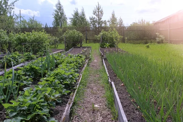 농장에서 양파와 딸기를 재배하고 정원을 가꾸고 농사를 짓는 개념. — 스톡 사진