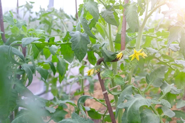 Маленькие зеленые помидоры и желтые цветы, растущие на томатных растениях, вид крупным планом . — стоковое фото