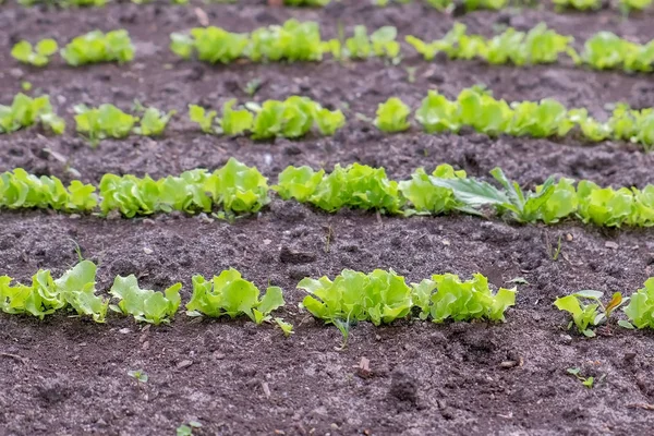 Салат для немовлят, що росте на фермі у відкритому грунті, концепція фермерства та садівництва . — стокове фото