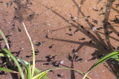 Birçok küçük siyah iribaş gelişimin erken safhalarında sığ gölette yüzüyor..