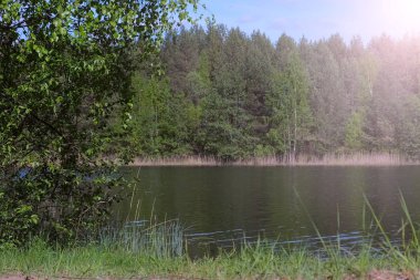 Yeşil kuzey tundra ormanı ve nehir manzaralı yaz günü.