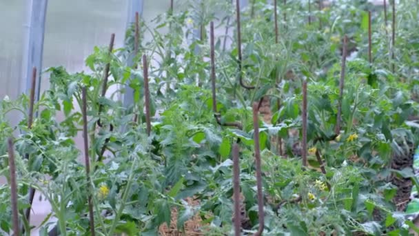 Tomates verdes plantas que crescem em estufa, agricultura e conceito de agricultura . — Vídeo de Stock