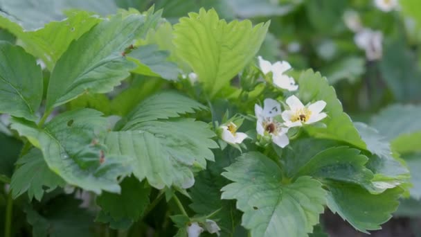 Flores de plantas crescentes de morangos florescendo na fazenda, jardinagem e agricultura . — Vídeo de Stock