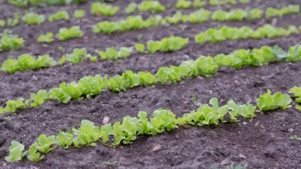 Детский салат растет на ферме в открытом грунте, сельское хозяйство и садоводство концепции . — стоковое видео