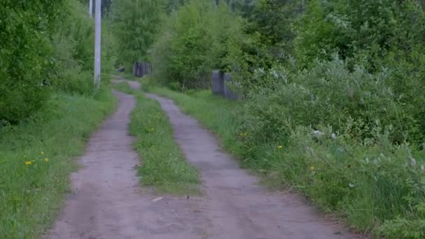 Kraj drogi naziemnej i ogrodzenia w miejscowości w letni wietrzny dzień w sektorze prywatnym. — Wideo stockowe