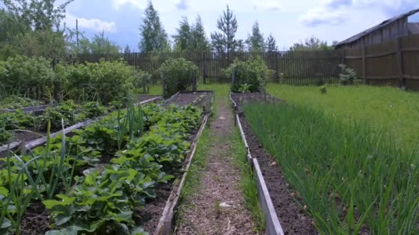 Beds of growing onions and strawberries in farm, gardening and farming concept. — Stock Video