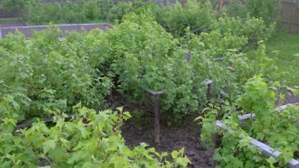 Cespugli di bacche di ribes e uva spina all'inizio della primavera in giardino . — Video Stock