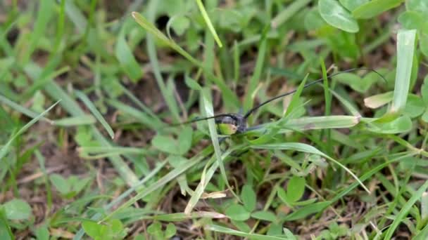 Gran escarabajo negro con largas antenas sentadas en la hierba en el campo, insectos de la vida silvestre . — Vídeos de Stock