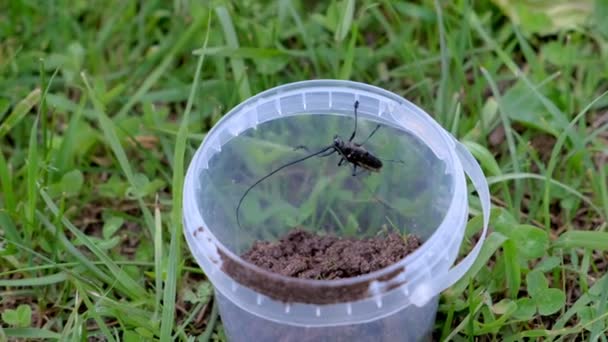 Steinbockkäfer im Plastikeimer im Gras in wilder Natur, Nahaufnahme. — Stockvideo