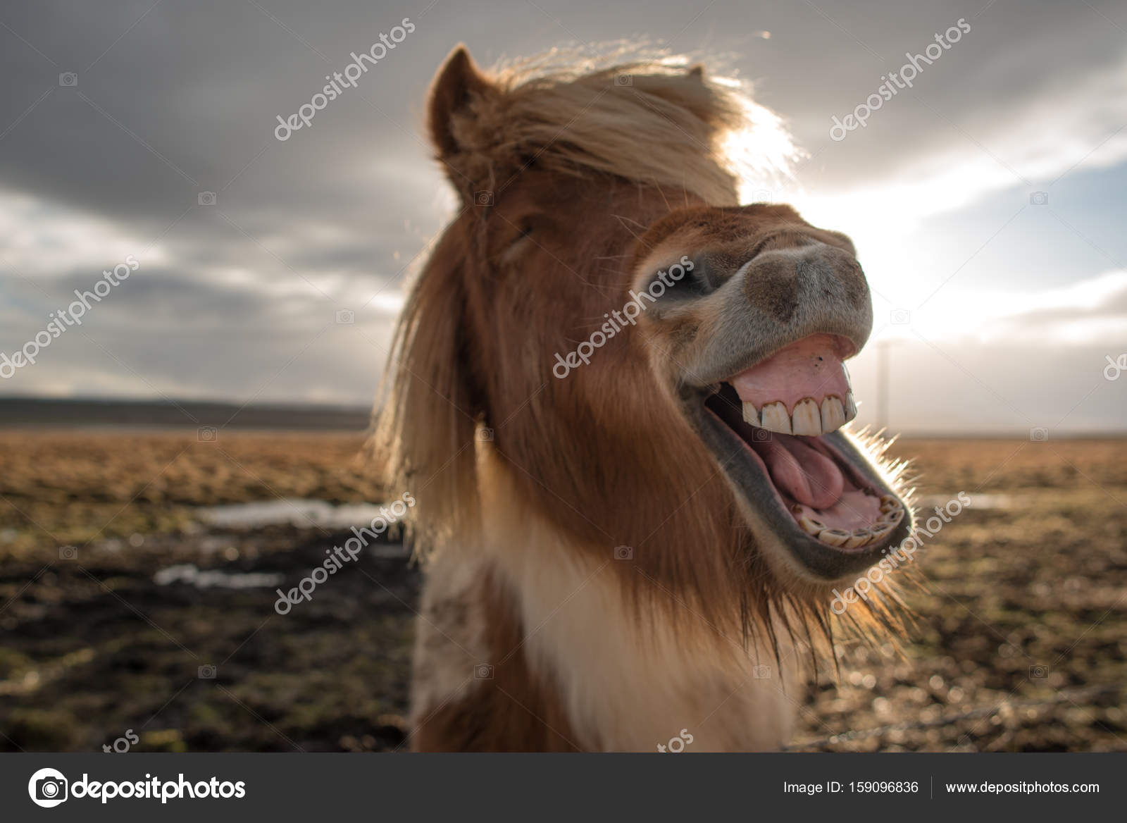 Улыбка лошади. Лошадь смеется. Лошадиный смех. Ржание лошади. Улыбка лошади.