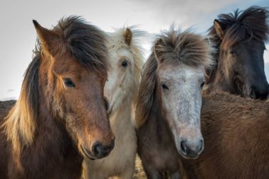 İzlandalı atlar portresi