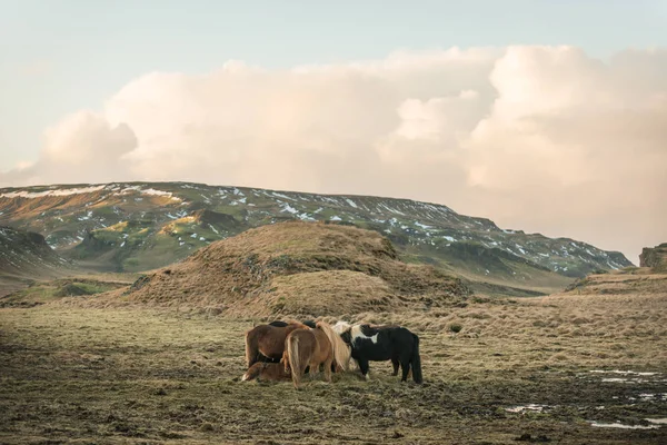 Stádo islandských koní — Stock fotografie