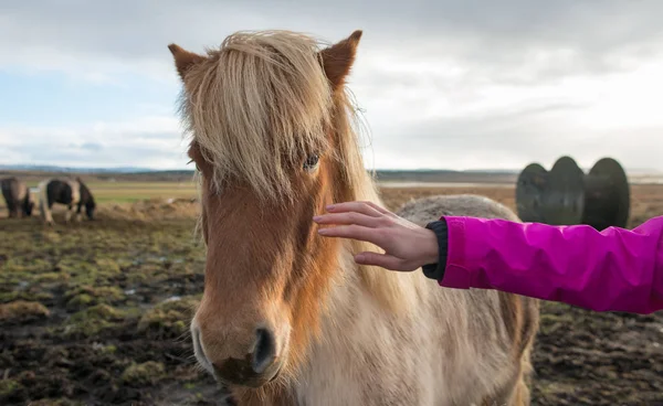 İzlandalı bir at okşayarak kız — Stok fotoğraf