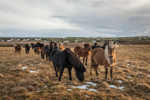 Mandria di cavalli islandesi — Foto Stock