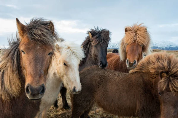 İzlandalı atlar portresi — Stok fotoğraf