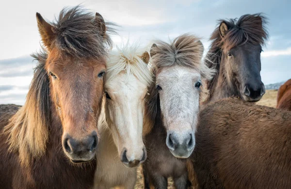 İzlandalı atlar portresi — Stok fotoğraf