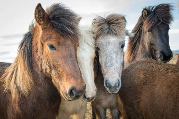 Retrato dos cavalos islandeses — Fotografia de Stock