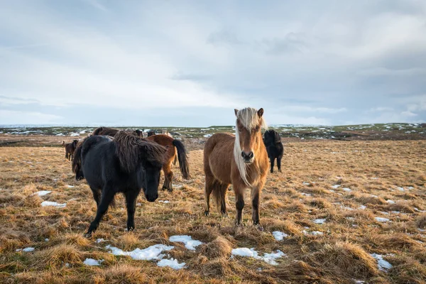 İzlandalı atlar sürüsü — Stok fotoğraf