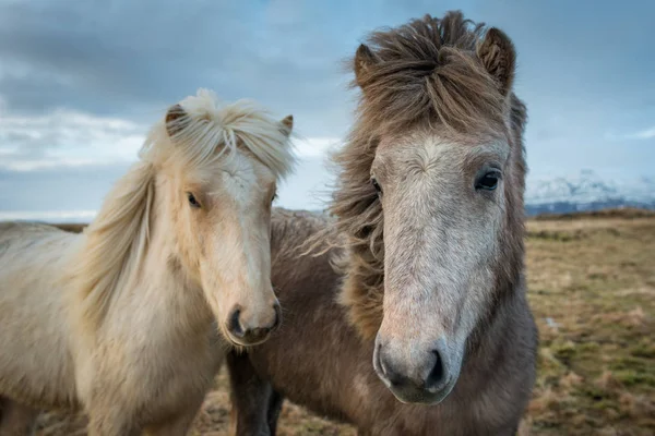 Portrait des chevaux islandais — Photo