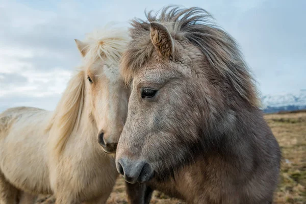 İzlandalı atlar portresi — Stok fotoğraf