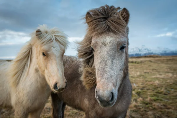 Porträtt av de isländska hästarna — Stockfoto