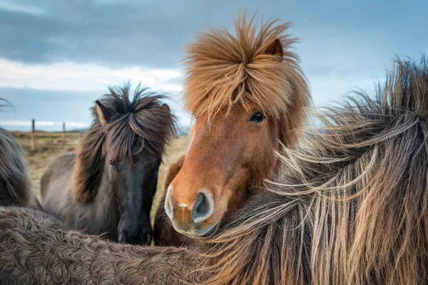 Retrato do cavalo islandês — Fotografia de Stock