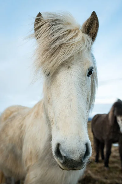 Portrét z islandské koně — Stock fotografie