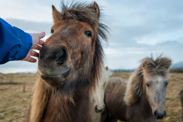 Uomini che accarezzano un cavallo islandese — Foto Stock