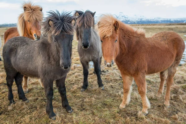 Portrét islandských koní — Stock fotografie