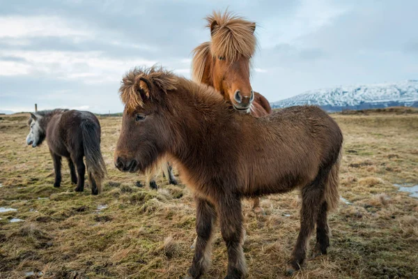 İzlanda at portresi — Stok fotoğraf