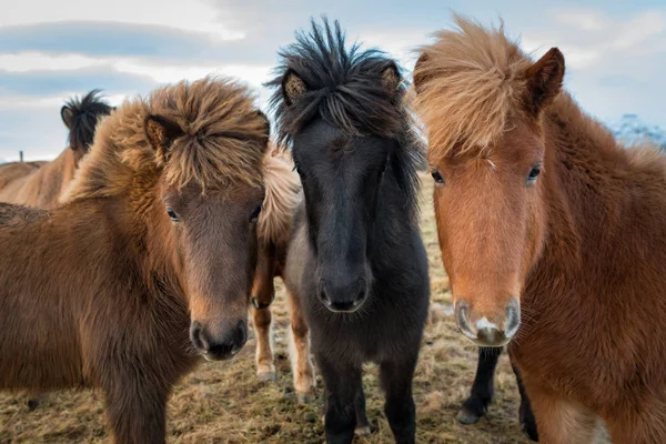 Retrato de los caballos islandeses — Foto de Stock